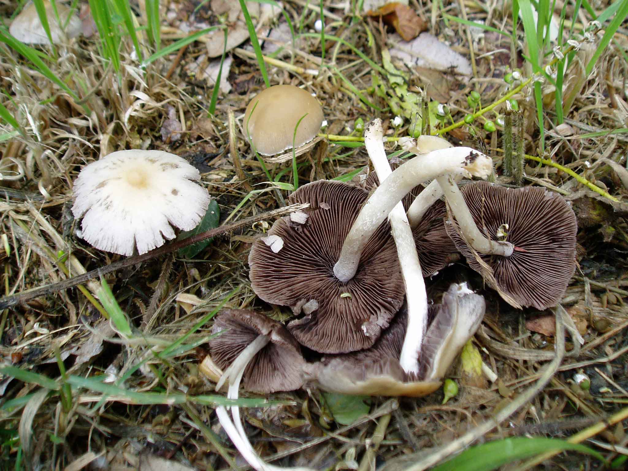 funghi a grappolo